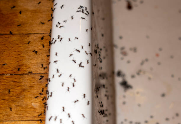 Trusted Fort Wright, KY Pest Control Experts