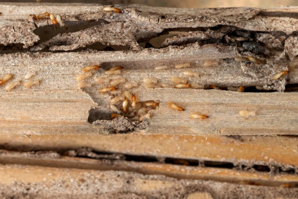 Best Affordable Pest Control Services  in Fort Wright, KY